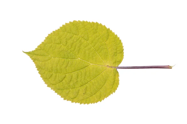 Folha de hortênsia lisa isolada em branco — Fotografia de Stock