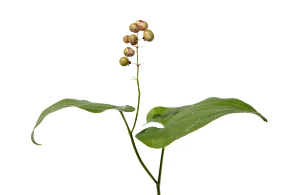 Maianthemum bifolium (Lirio de mayo) con bayas inmaduras — Foto de Stock