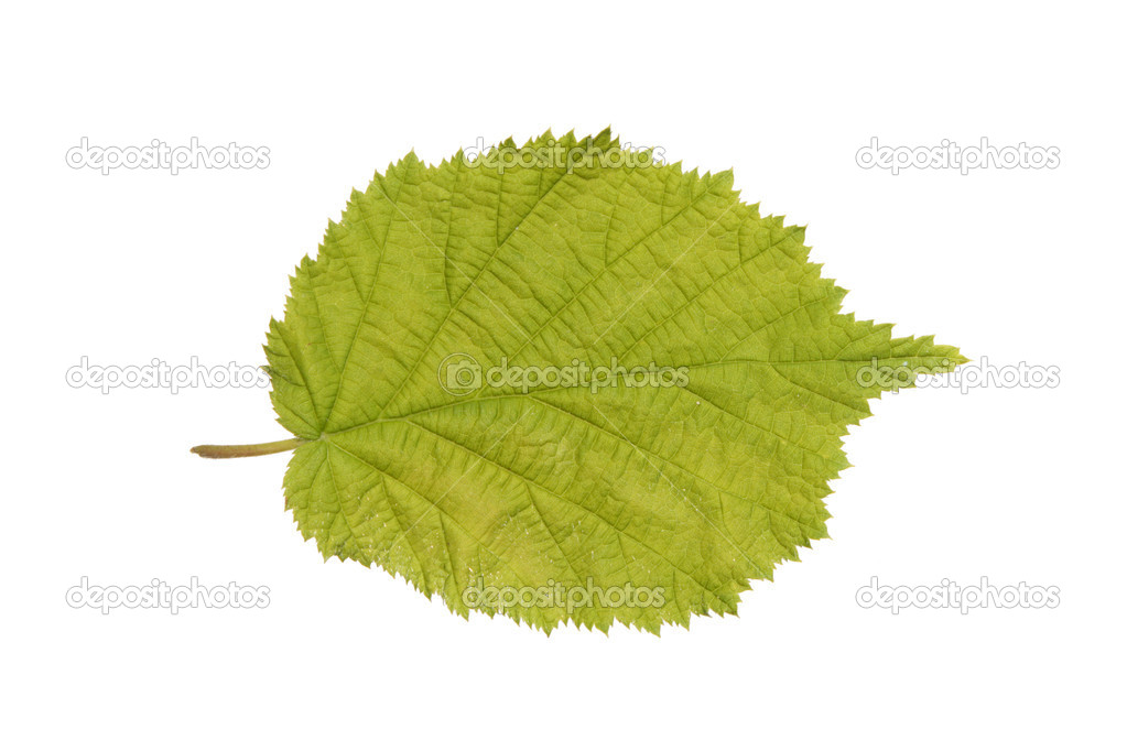 Common Hazel leaf isolated on white