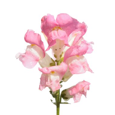 pembe Bahçe snapdragon üzerinde beyaz izole