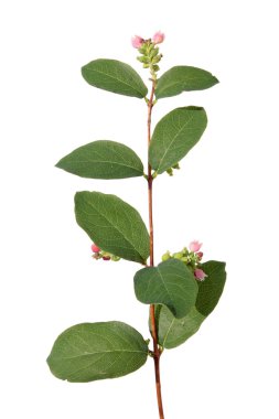 ortak snowberry üzerinde beyaz izole Şubesi