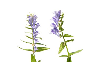 Beyaz izole Scutellaria baicalensis (Baykal Scullcap)