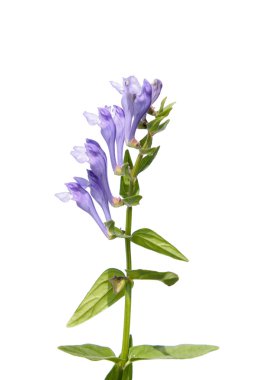 Scutellaria baicalensis (Baikal Skullcap) isolated on white clipart