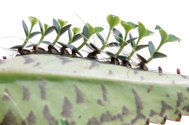 Young plants of Kalanchoe on leaf clipart