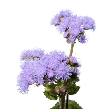Beyaz izole mavi Ageratum (Bluemink) çiçekler