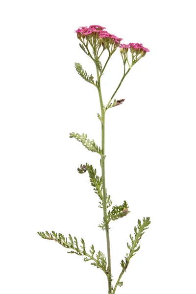 Yarrow jardín con flores rosadas aisladas en blanco — Foto de Stock