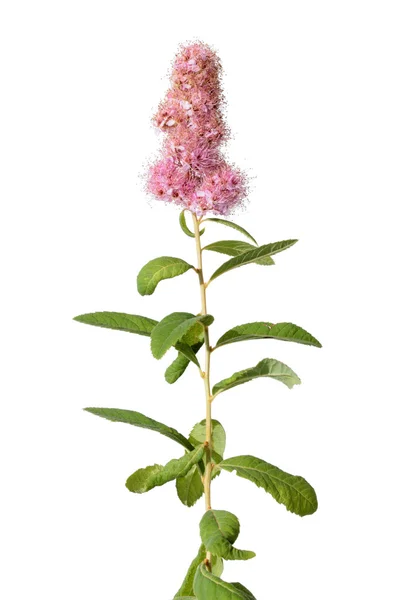 Bridewort Spiraea isolated on white — Stock Photo, Image