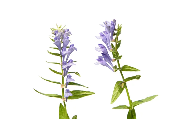 Beyaz izole Scutellaria baicalensis (Baykal Scullcap)