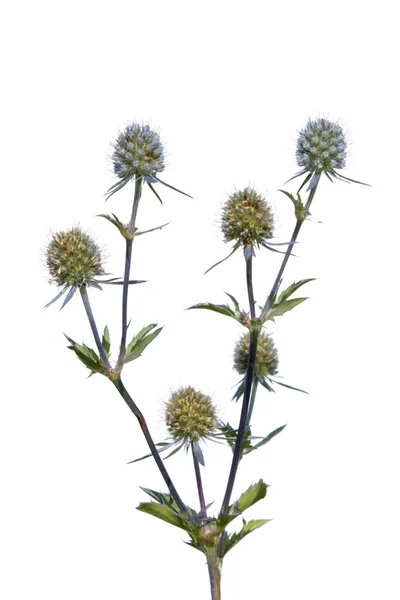 Eryngium (ελαιόπρινος θάλασσας) απομονωθεί σε λευκό — Φωτογραφία Αρχείου