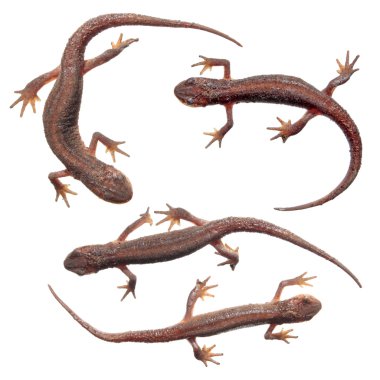 ortak newts üzerinde beyaz izole