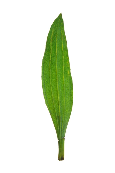 Лист английского банана, изолированный на белом — стоковое фото