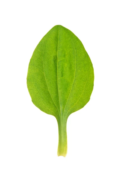 Leaf of greater plantain isolated on white — Stock Photo, Image