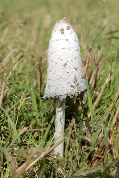 Шахматный чернильный гриб — стоковое фото