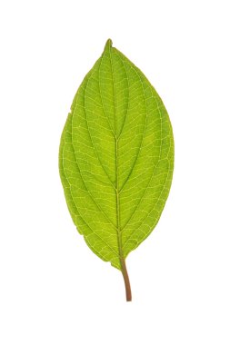 beyaz izole roughleaf dogwood yaprak yeşil