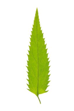 beyaz izole longleaf speedwell yaprak yeşil