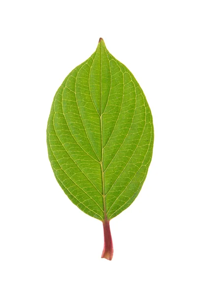 Folha verde de Roughleaf Dogwood isolado em branco — Fotografia de Stock