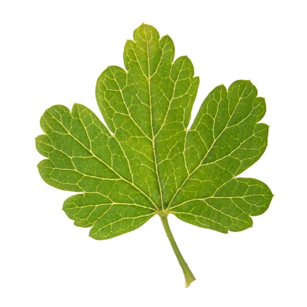 白に隔離されたグーズベリーの緑の葉 — ストック写真