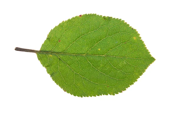 Groene blad voor plum geïsoleerd op wit — Stockfoto