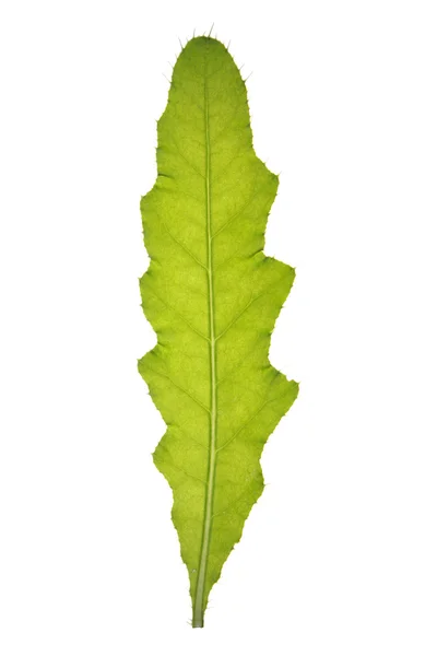 白で隔離されるアザミのうなずきの緑の葉 — ストック写真