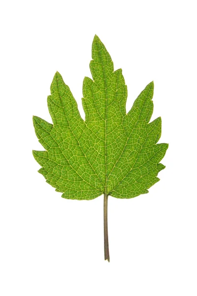 Πράσινο φύλλο του motherwort απομονωθεί σε λευκό — Φωτογραφία Αρχείου