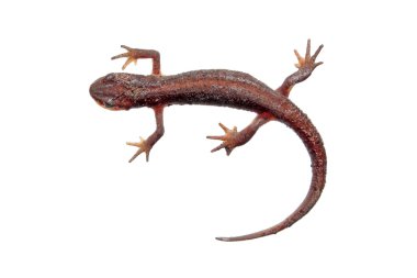 ortak newt üzerinde beyaz izole
