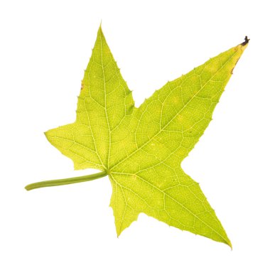 vahşi salatalık üzerinde beyaz izole yaprak yeşil