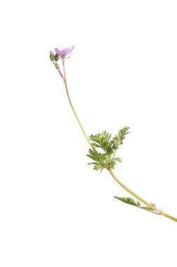 Ortak Stork's-bill bitki üzerinde beyaz izole