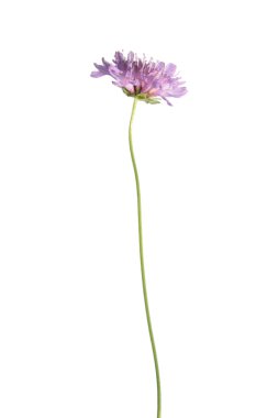 alan scabious çiçek üzerinde beyaz izole