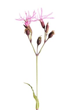 Lychnis flos-cuculi isolated on white clipart