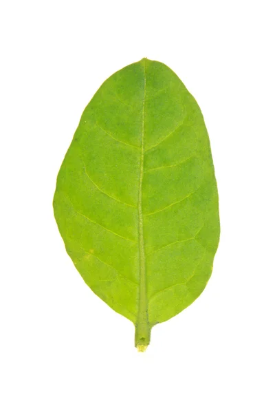 Сельский табак зеленый лист изолирован на белом — стоковое фото