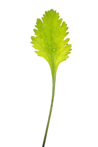Foglia verde di Leucanthemum vulgare isolata su bianco — Foto Stock