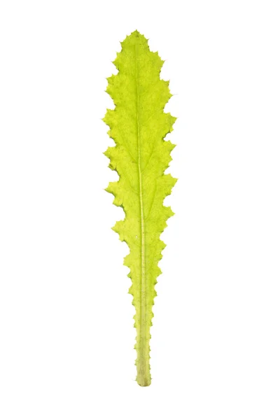 Πράσινο φύλλο γαϊδουράγκαθο απομονωθεί σε λευκό — Φωτογραφία Αρχείου