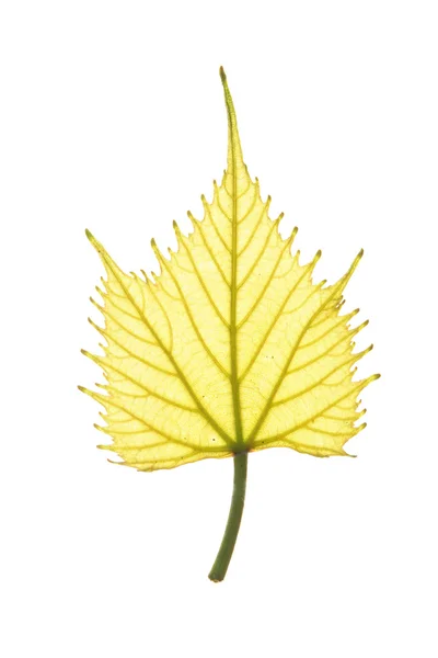일반적인 포도 덩굴 흰색 절연의 봄 잎 — 스톡 사진