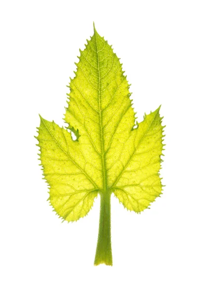 Courgette groen blad geïsoleerd op wit — Stockfoto