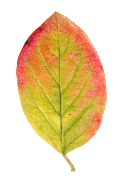 Hoja de otoño de seto cotoneaster aislado en blanco —  Fotos de Stock