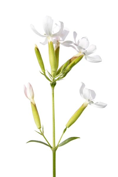 Soapwort pianta medicinale isolata su bianco — Foto Stock