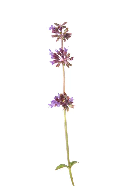 Salvia Lila aislada en blanco — Foto de Stock