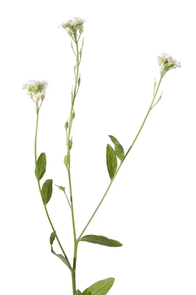 Hoary Alyssum planta aislada en blanco — Foto de Stock