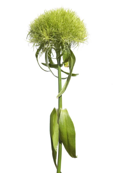 Flor de Dianthus verde aislada en blanco — Foto de Stock