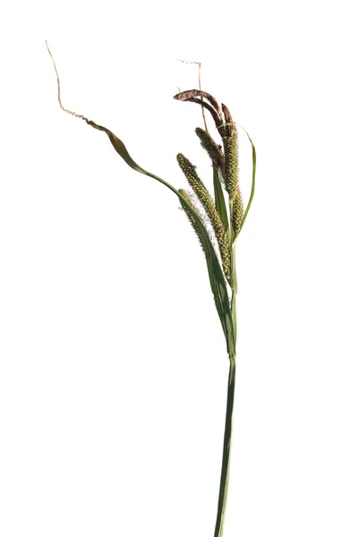 Planta de junco aislada en blanco — Foto de Stock