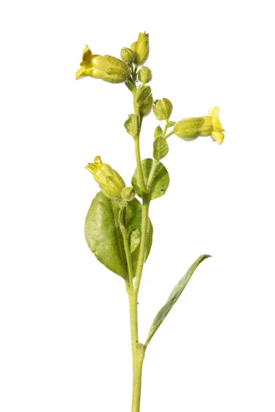 Flor de tabaco selvagem isolado em branco — Fotografia de Stock