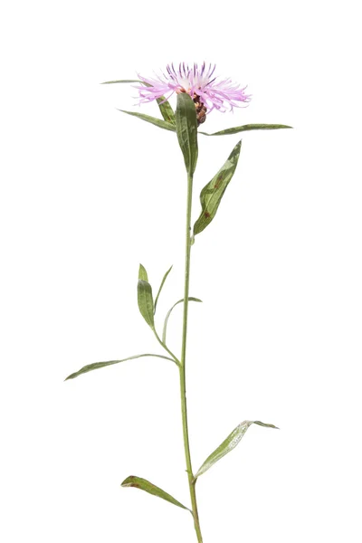 Brownray Knapweed izolat pe alb — Fotografie, imagine de stoc