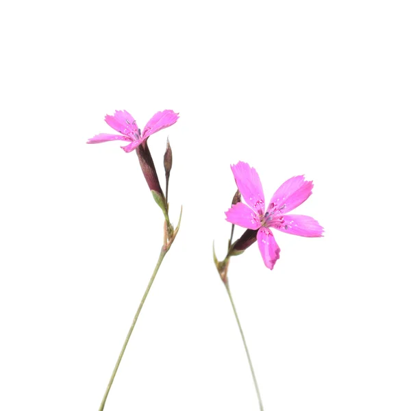 野生少女粉色的花在白色隔离 — 图库照片