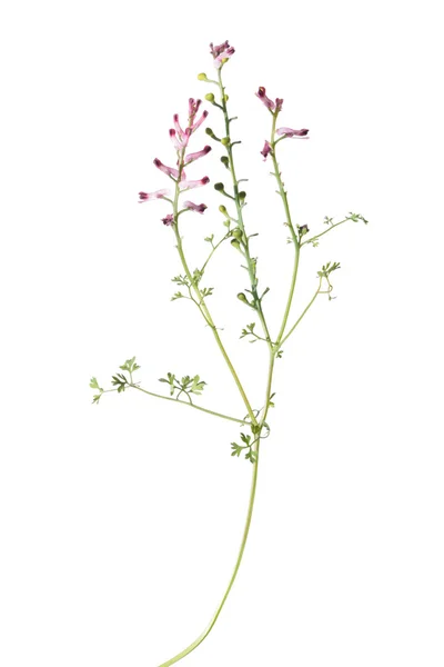 Wspólne roślin Dymnica na białym tle — Zdjęcie stockowe