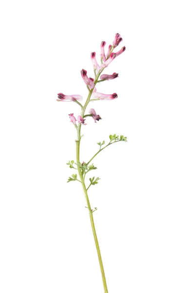 Beyaz izole ortak fumitory bitki — Stok fotoğraf