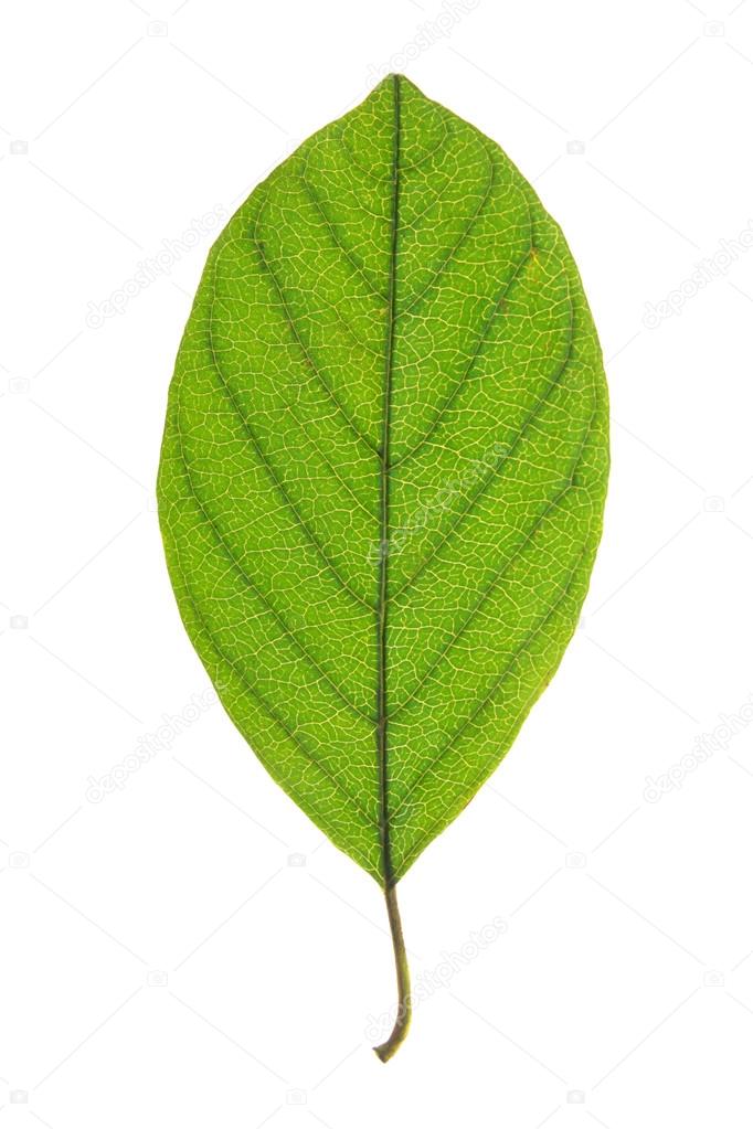 Green leaf of Alder Buckthorn isolated on white
