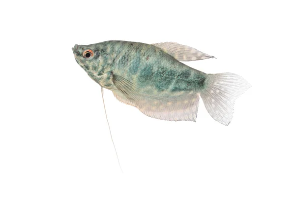 Blaue Gourami-Aquarienfische isoliert auf weiß — Stockfoto