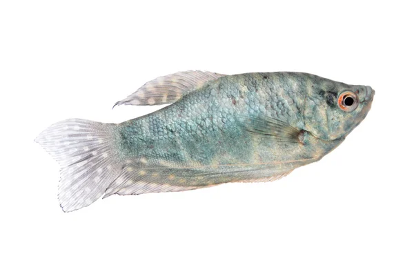 Peces de acuario azul Gourami aislados en blanco —  Fotos de Stock