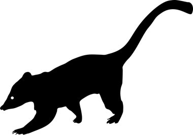 Güney Amerika coati silueti
