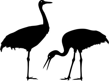 Bayağı turna silüeti